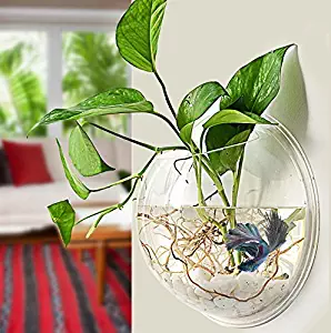 Best coffee table fish tanks