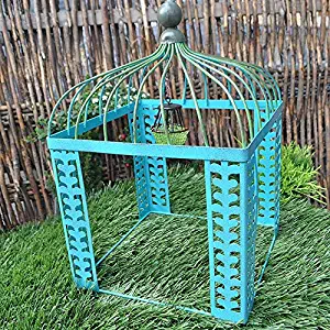 Best miniature vines for fairy garden