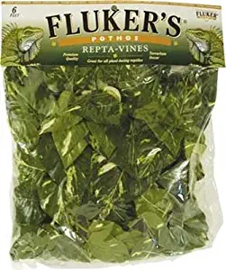 Best desert fairy garden accessories