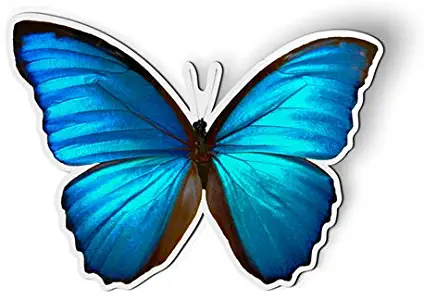 AK Wall Art Blue Morpho Butterfly Beautiful - Magnet - Car Fridge Locker - Select Size