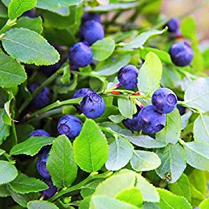 Outsidepride Blueberry Fruit Plant Vaccinium Myrtillus Seed - 1000 Seeds