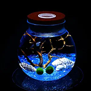 LED Aquarium Marimo Kit - Globe Glass Jar with 2 Aquatic Moss Ball Blue Glass Pebbles Fan Coral Branch and Seashells Office Desk Decor Table Centerpiece Unique Birthday Presents